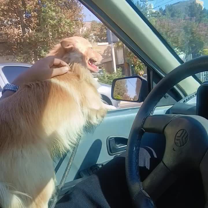 سگ پامریان|سگ|فردیس, ثابتی|دیوار