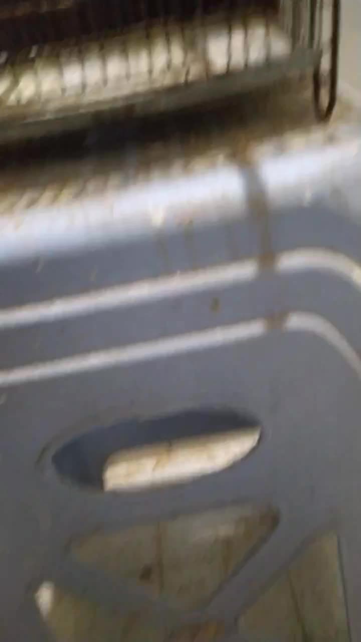 فنچ انگلیسی و پنگوئنی|پرنده|بندرعباس, |دیوار