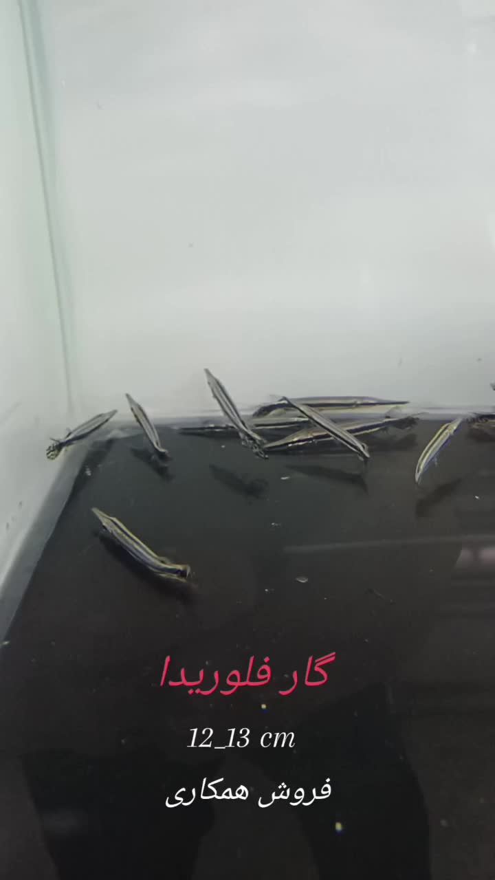 کالووس.پانک.اسلاتوس|ماهی|هشتگرد, شهرک اقدسیه|دیوار