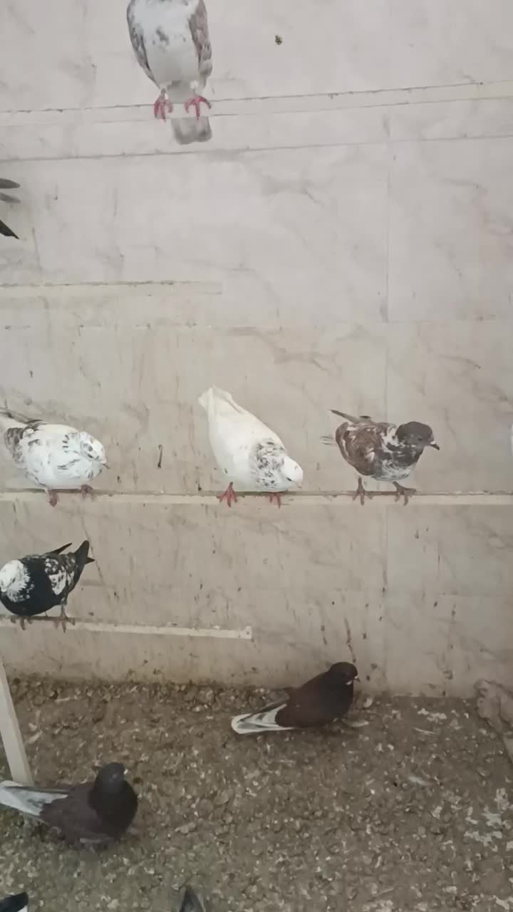 کبوتر|پرنده|ارومیه, |دیوار