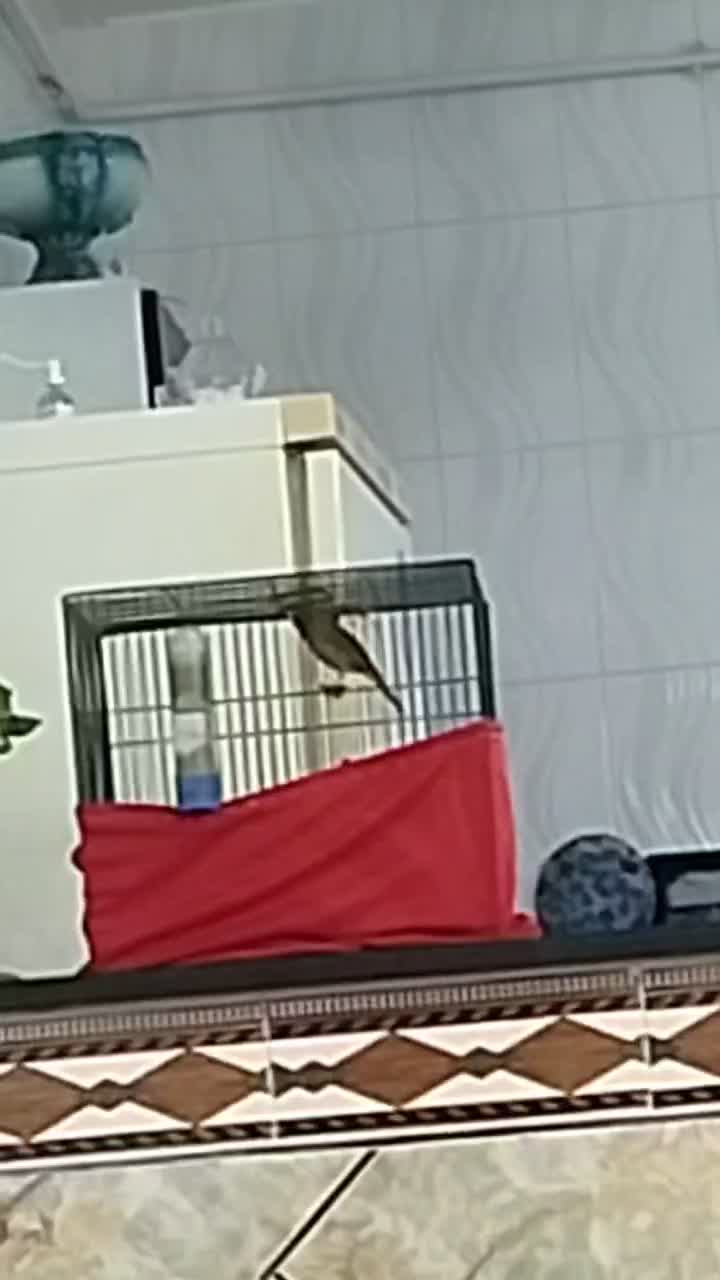 قناری نر|پرنده|کوهدشت, |دیوار