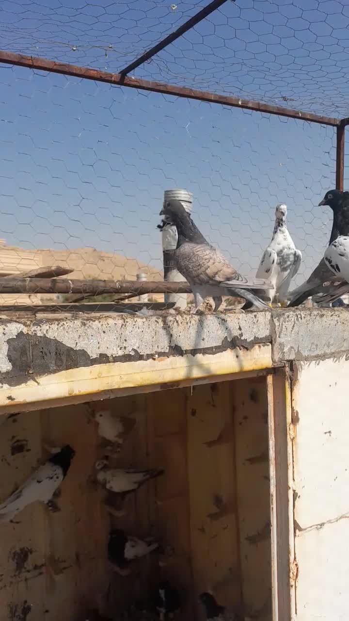 کفتر پلاکی|پرنده|شیراز, دست خضر|دیوار