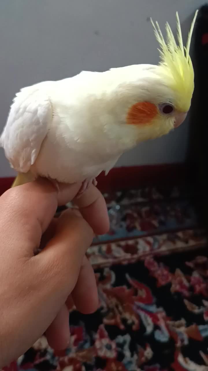 عروسه هلندی دستی نر|پرنده|هندیجان, |دیوار