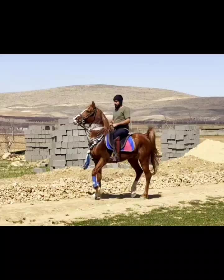 اسب نریان|حیوانات مزرعه|شیراز, قلات|دیوار