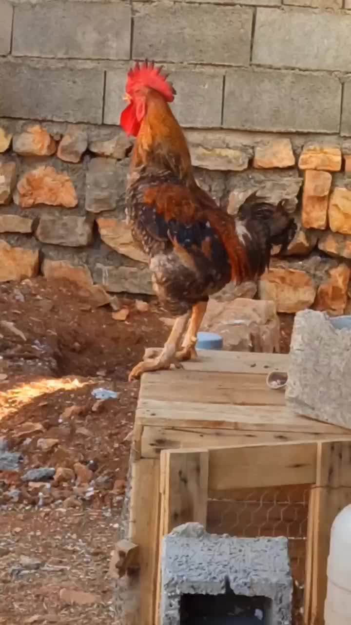 واروک ، مرغ و خروس|حیوانات مزرعه|جوانرود, |دیوار