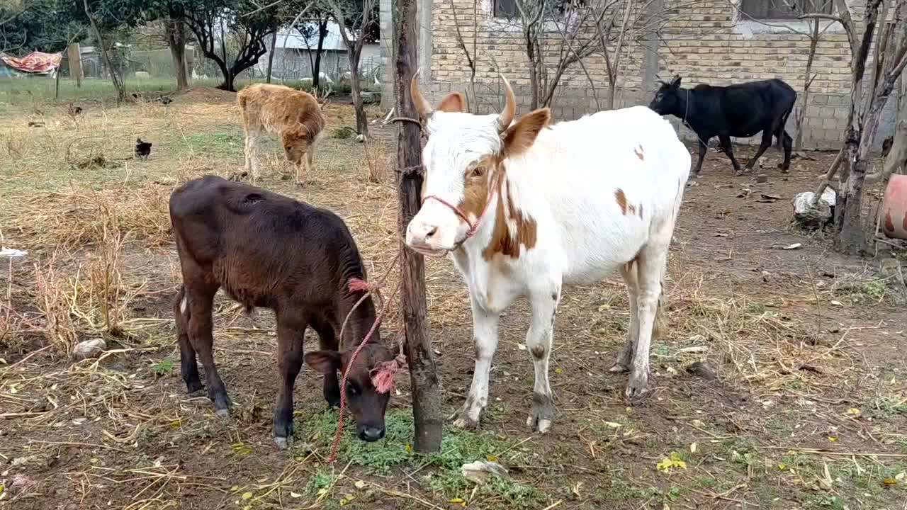 گاو چالوسی باگوساله نر هلیشتان اث|حیوانات مزرعه|رشت, سعدی (تختی)|دیوار