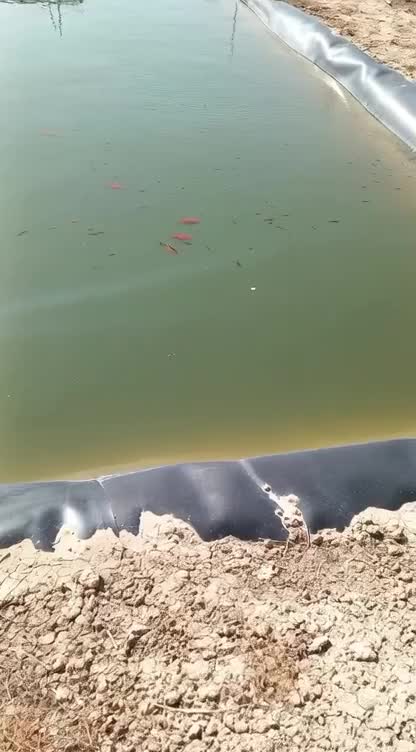 ماهی قرمز|ماهی|شاهرود, |دیوار