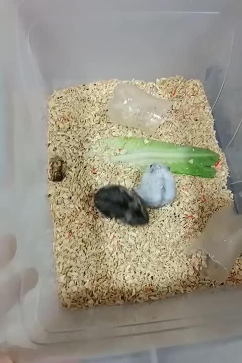 فروش همستر|موش و خرگوش|یزد, |دیوار