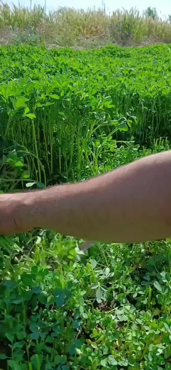 سبزیجات خشک شهر خوش آب و هوای نیشابور|خوردنی و آشامیدنی|تهران, قاسمآباد|دیوار