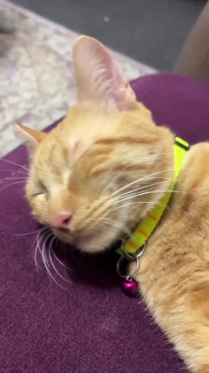 واگذاری گربه نر 6 ماهه|گربه|رشت, گلسار|دیوار