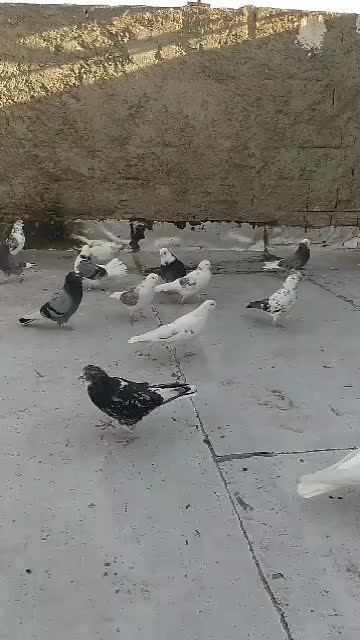 کبوتر شمرونی دولابی گرو|پرنده|خمینیشهر, |دیوار