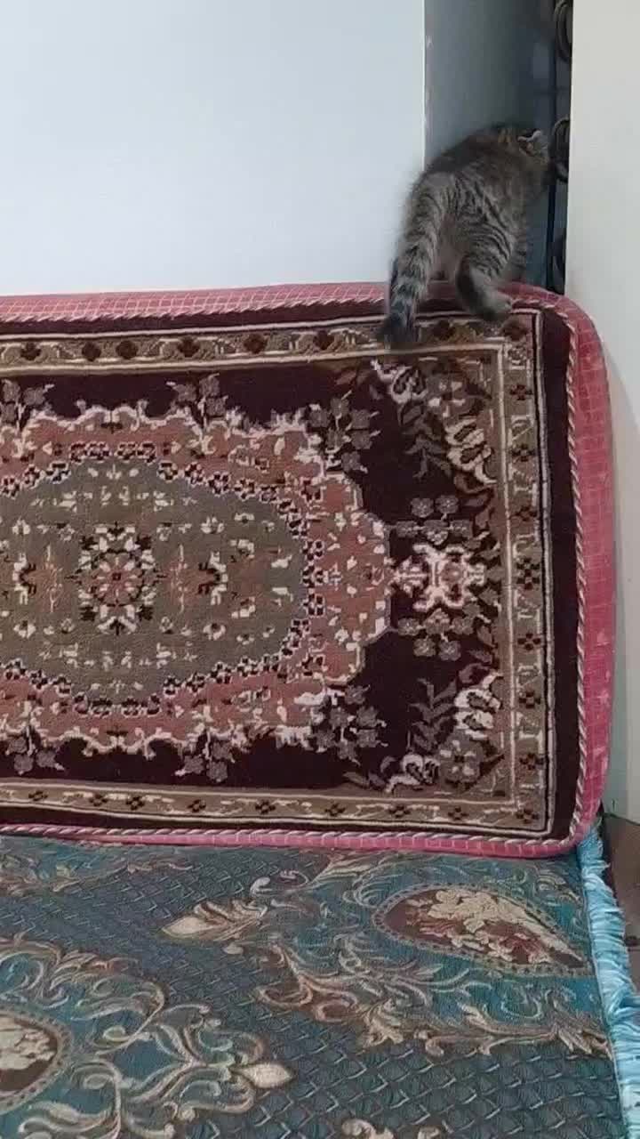 توله گربه اسکاتیش|گربه|جیرفت, |دیوار