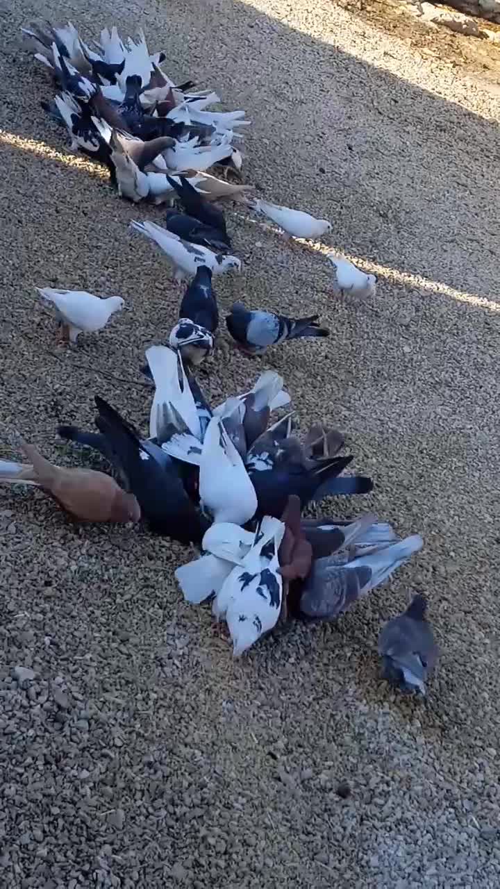 کفتر|پرنده|شیراز, پشم شیشه|دیوار