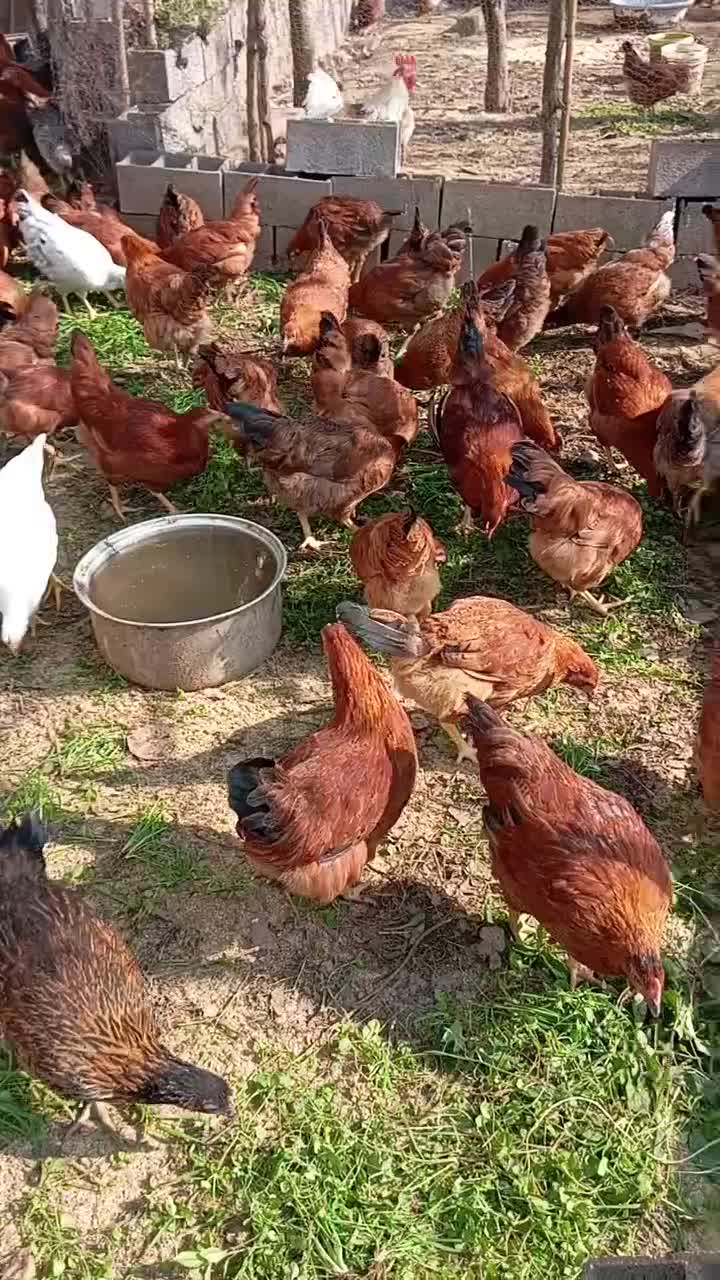 جوجه گلپایگان سالم چهار ماهه|حیوانات مزرعه|لاهیجان, کوی زمانی|دیوار