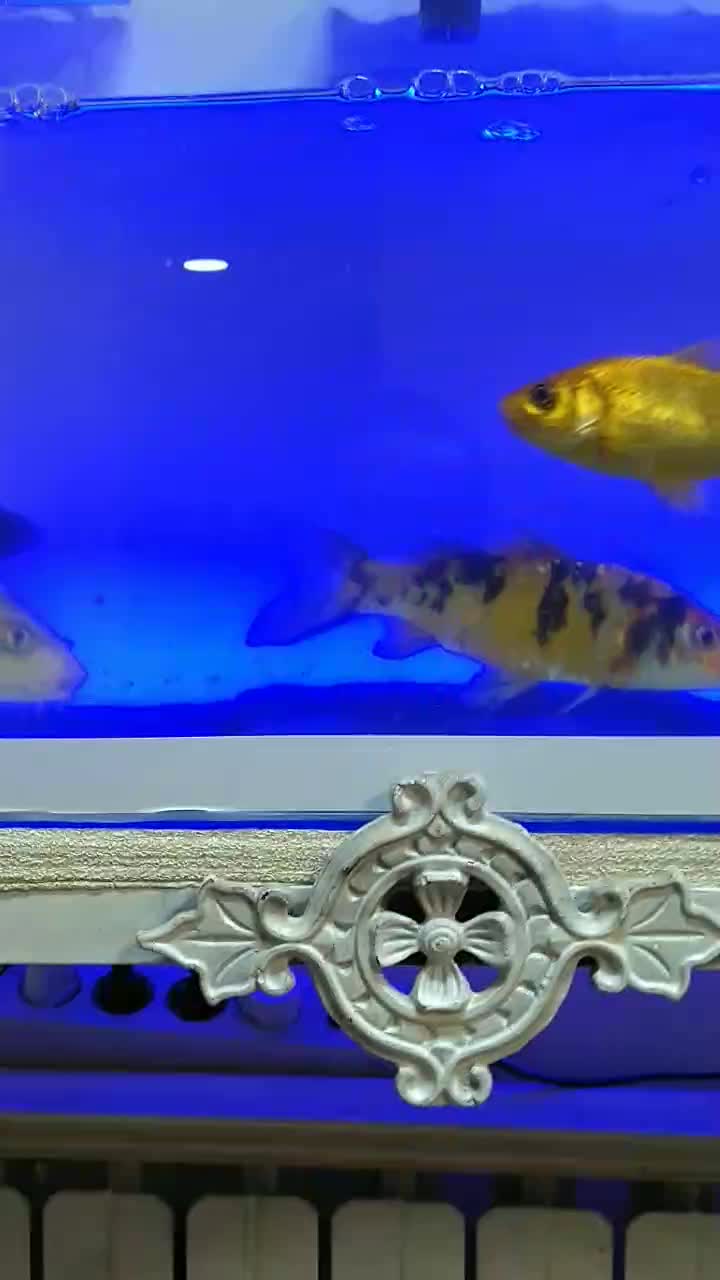 ماهی و اکواریوم|ماهی|تهران, جوادیه تهرانپارس|دیوار