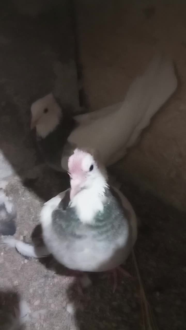 نرو ماده طوقی|پرنده|تربت‌حیدریه, ترمینال|دیوار