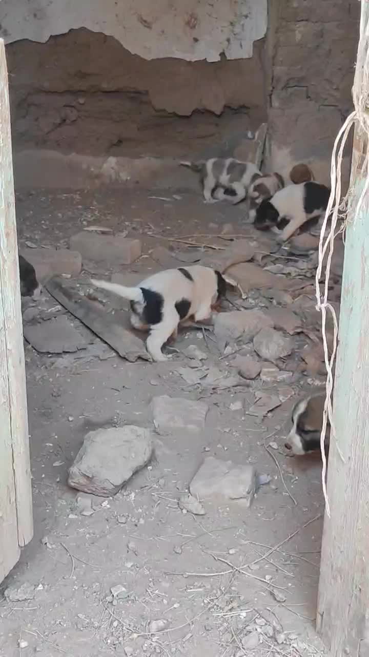 توله|سگ|نیشابور, گنبد سبز|دیوار