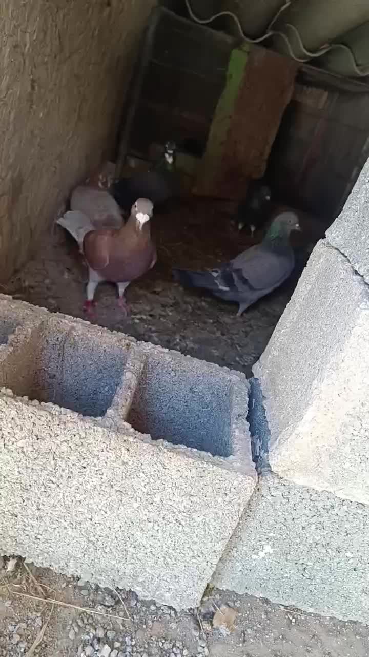 کفتر|پرنده|صادق آباد, |دیوار