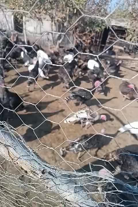 فروش بوقلمون|حیوانات مزرعه|مشگین شهر, |دیوار