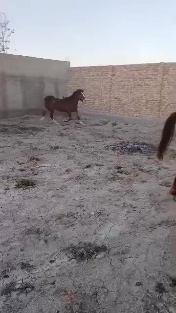 اسب ،دره شور|اسب و تجهیزات اسب‌سواری|اردستان, |دیوار