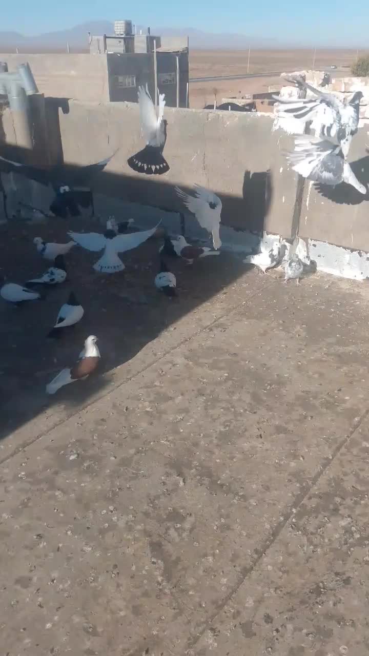 کفتر|پرنده|بوژگان, |دیوار