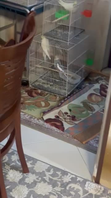 جفت عروس هلندی مولد|پرنده|مشهد, امام خمینی|دیوار