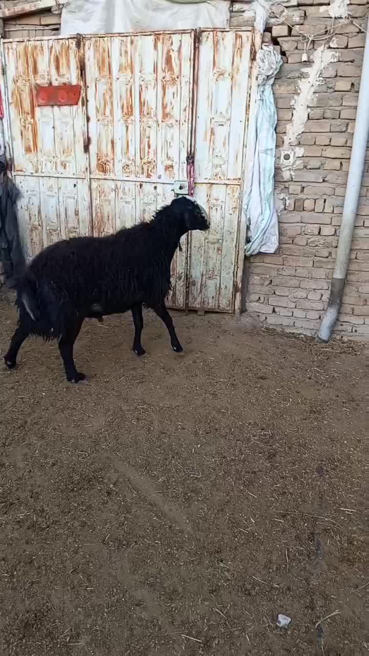 گوسفند|حیوانات مزرعه|تاکستان, |دیوار