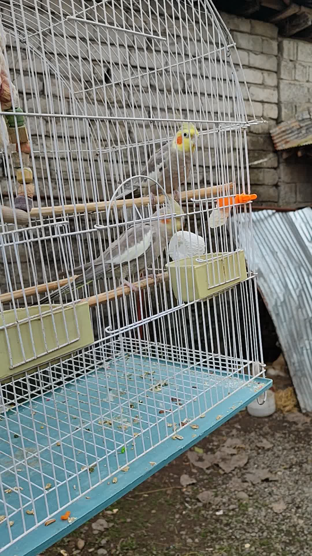 واگذاری عروس هلندی|پرنده|سیاهکل, |دیوار