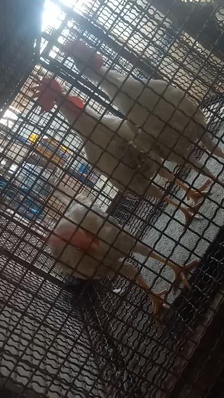 خروش|حیوانات مزرعه|پاکدشت, پاکدشت (مامازند)|دیوار