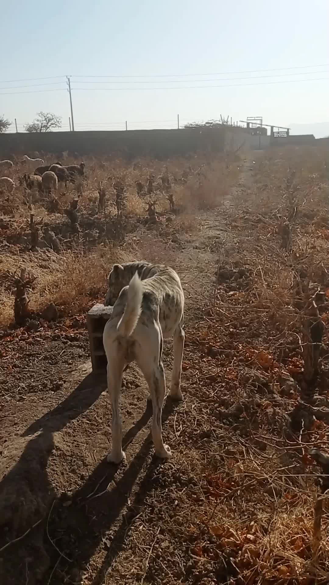 واگذاری توله خراسانی|سگ|کاشمر, |دیوار