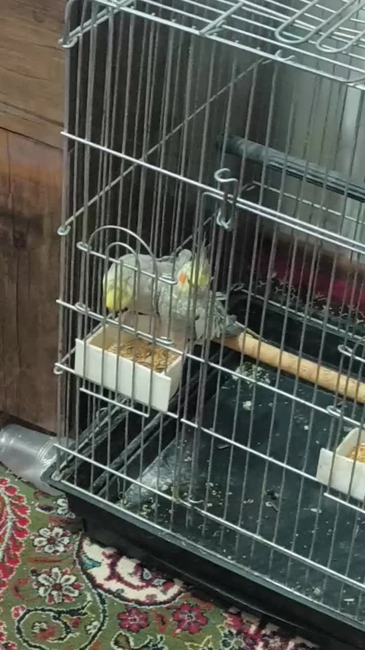 عروس هلندی مولد|پرنده|سروستان, |دیوار