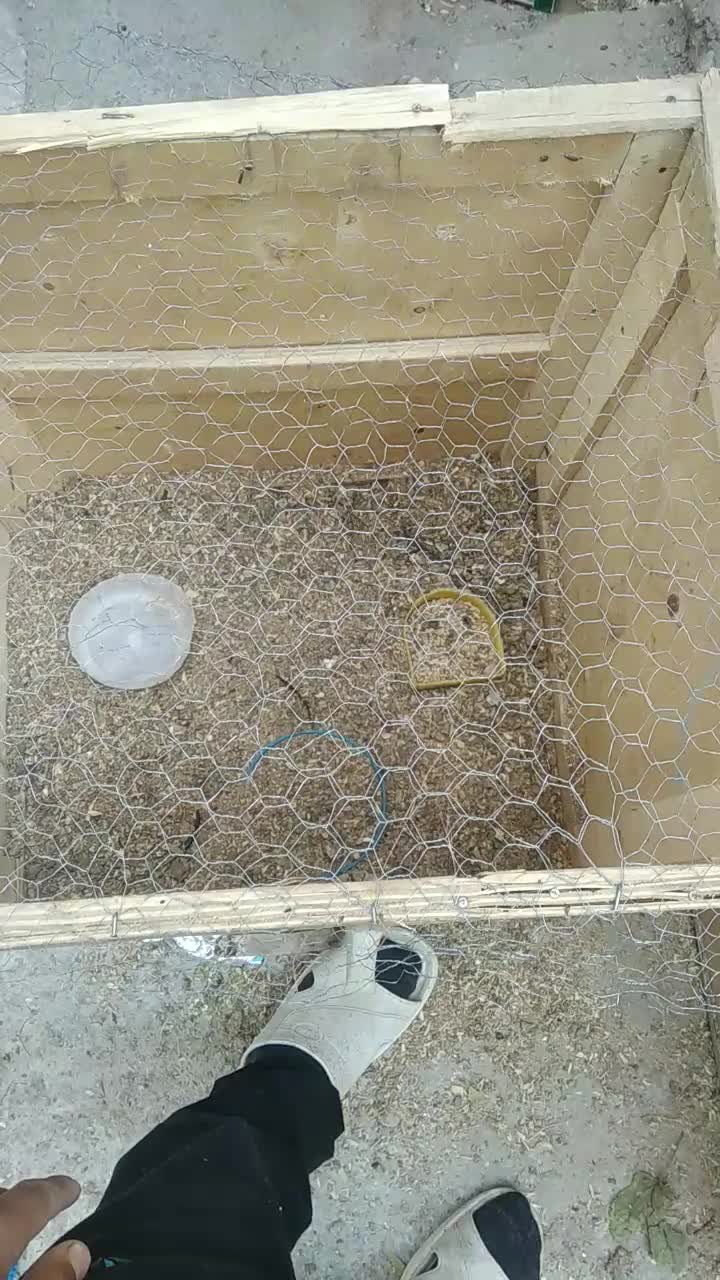 قفس مرغ و خروس|حیوانات مزرعه|بناب, |دیوار