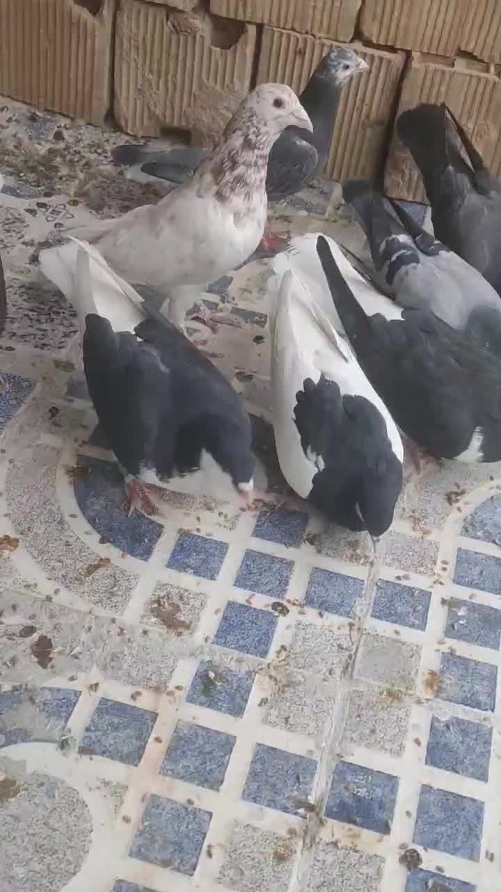 کبوتر چپ و خوشرنگ و سرور و دوکت|پرنده|لنجان, |دیوار