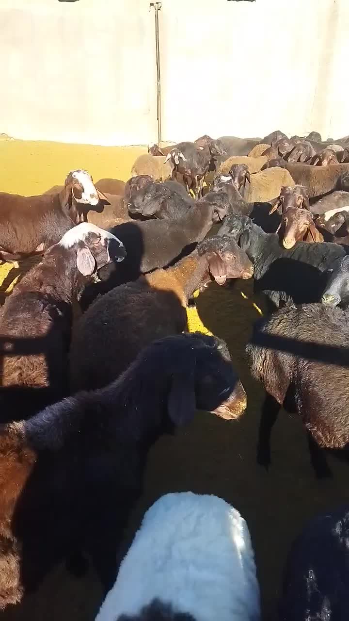 بره نر درجه یک جفتی 110کیلو|حیوانات مزرعه|خنجین, |دیوار