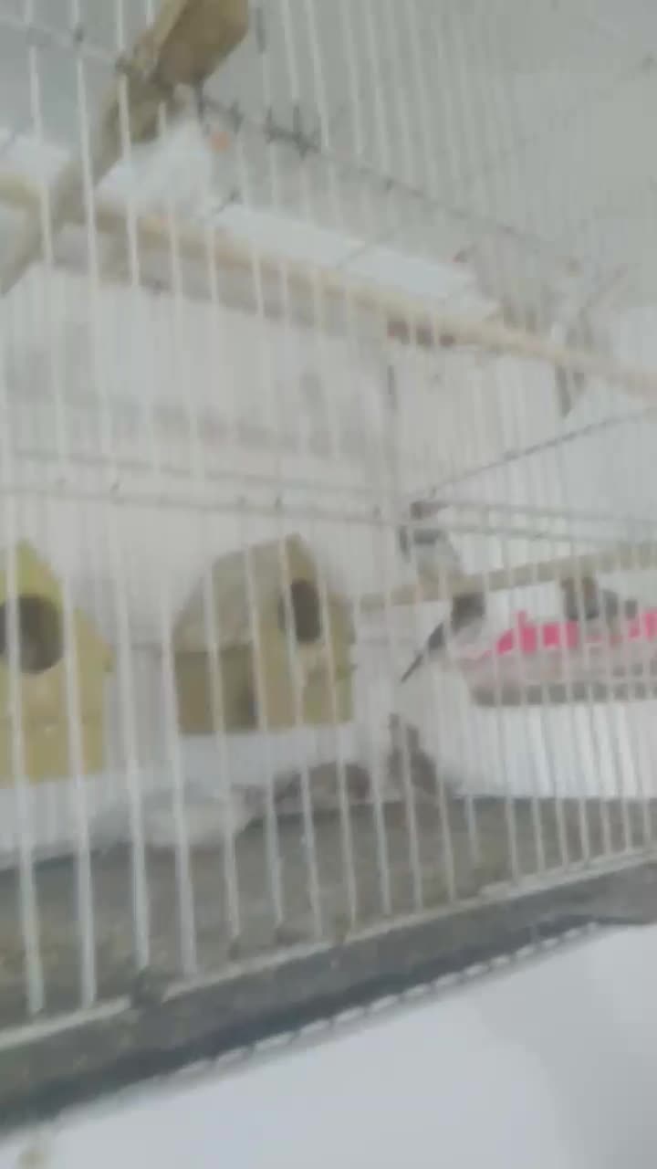 فنج ومرغ عشق جفتی بازمانت تخم وجوجه|پرنده|مشهد, شهرک امام هادی (شهرک غرب)|دیوار