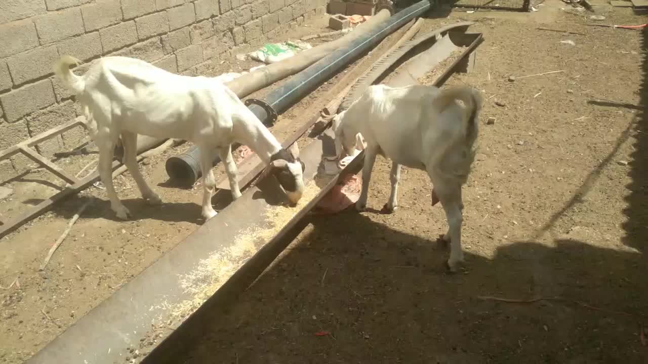 دو تا بز گلابی پاکستانی افغانی آبستن|حیوانات مزرعه|اهواز, آریاشهر|دیوار