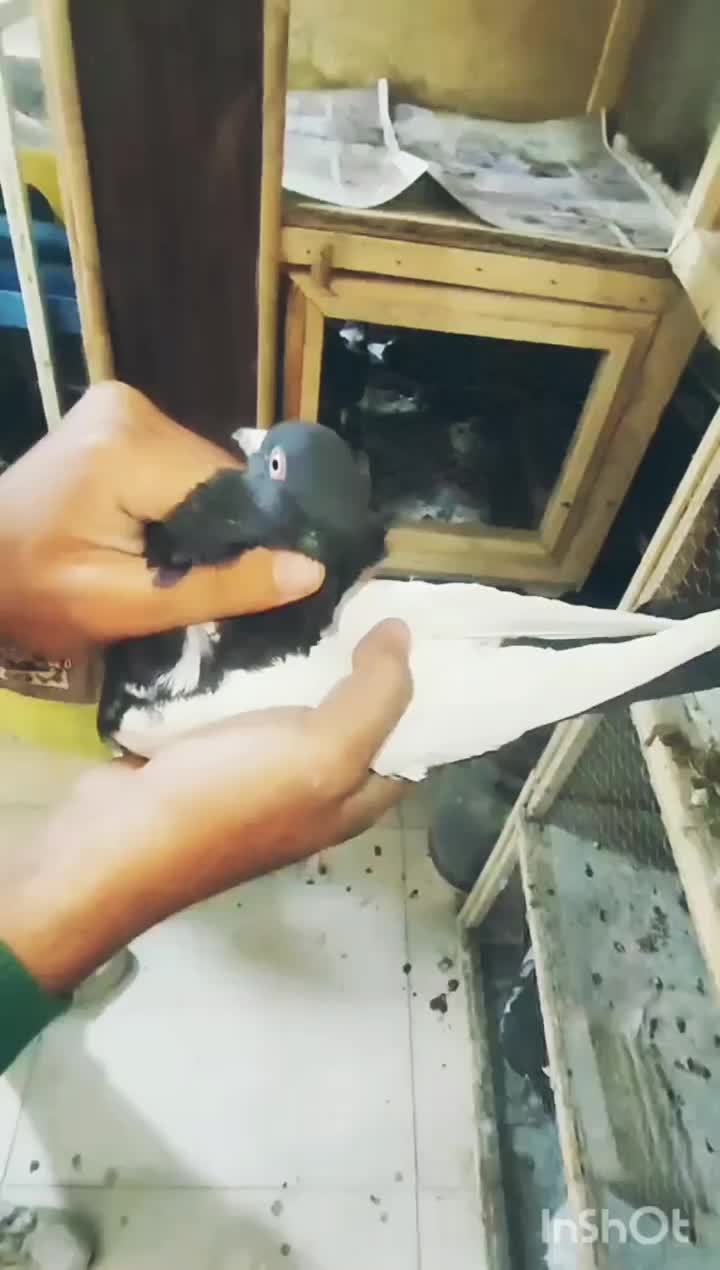 سینه سیاه عتیقه|پرنده|مشهد, آزادشهر|دیوار