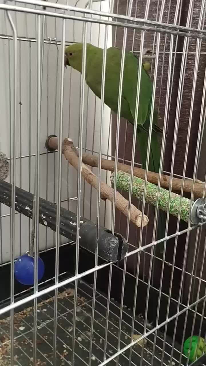 طوطی ملنگو|پرنده|اسدآباد, |دیوار