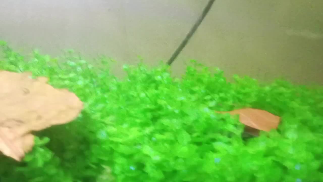 ماهی گوپی مولی انجل کوریدوراس تایگر بارب|ماهی|تهران, گلستان (شهرک راه آهن)|دیوار