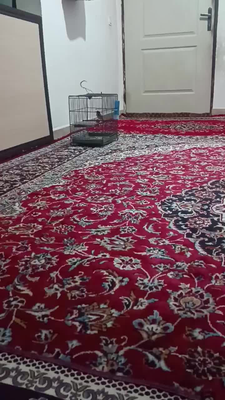 سهره|پرنده|کرج, آق تپه|دیوار