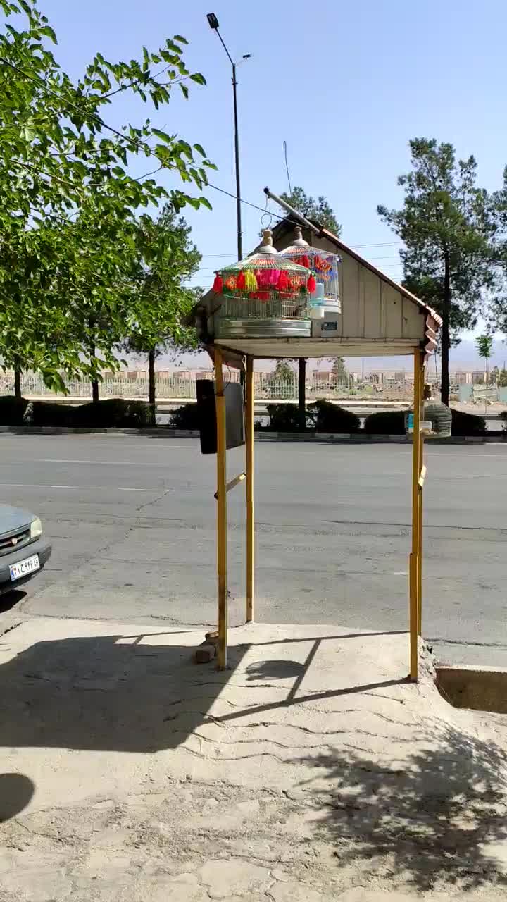 سهره خاکی بخون|پرنده|سمنان, |دیوار