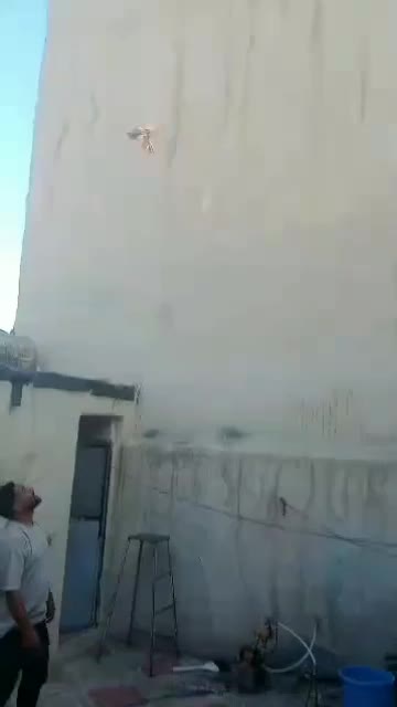 نرو ماده سینه|پرنده|شیراز, شهرک مفتح|دیوار