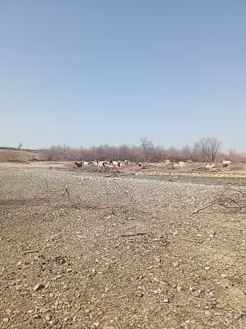 نربز|حیوانات مزرعه|مانه, |دیوار