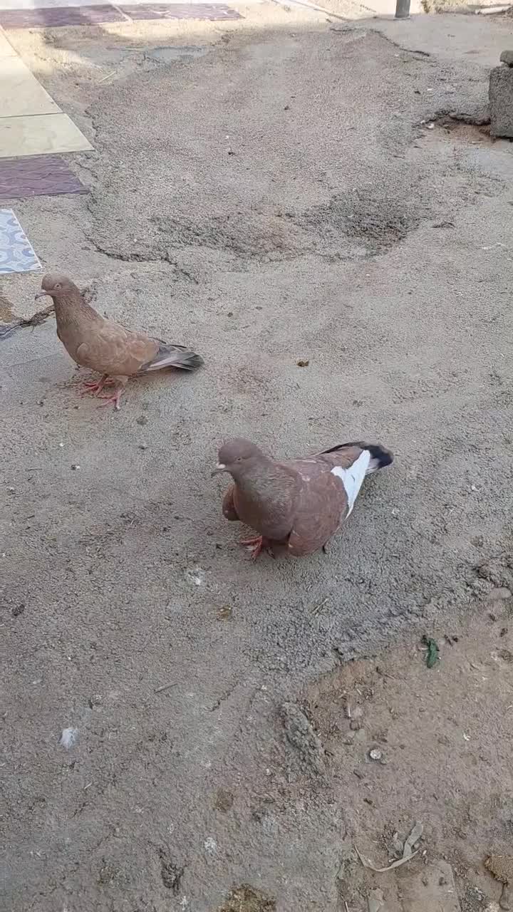 کله ای تاپ|پرنده|امیدیه, |دیوار