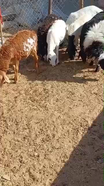 ۵عدد بره نر|حیوانات مزرعه|بندرعباس, |دیوار