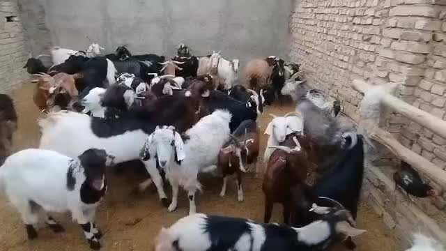 بز دورگ|حیوانات مزرعه|ورامین, ورامین|دیوار