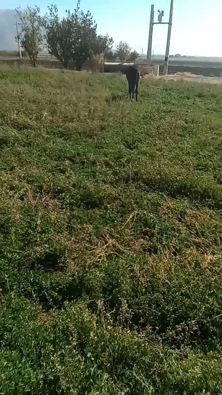 اسب|اسب و تجهیزات اسب‌سواری|درودزن, |دیوار