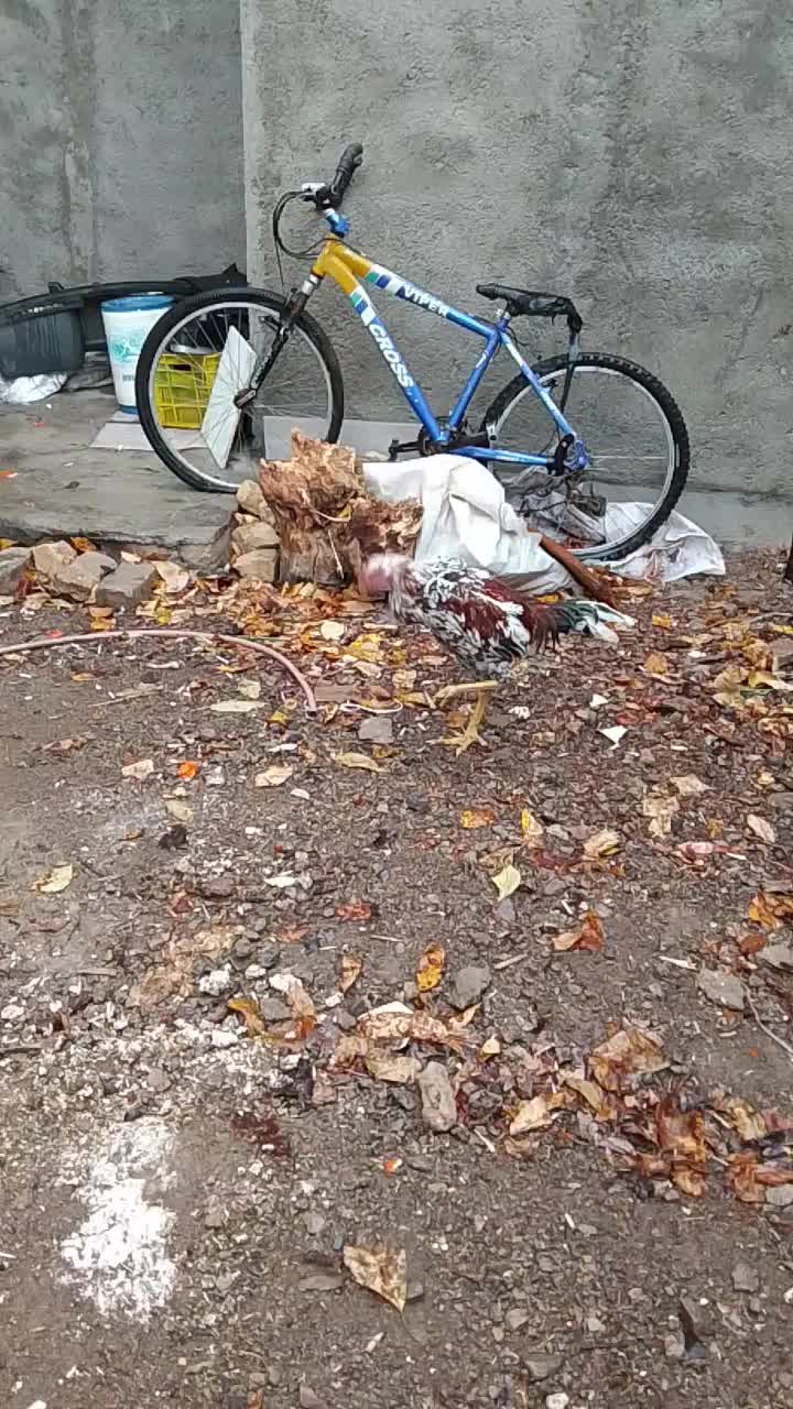 خروسلاری|حیوانات مزرعه|صائین قلعه, |دیوار