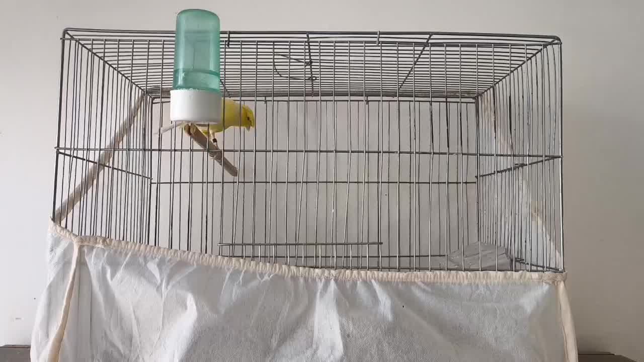 قناری لیمویی نر|پرنده|بم, |دیوار