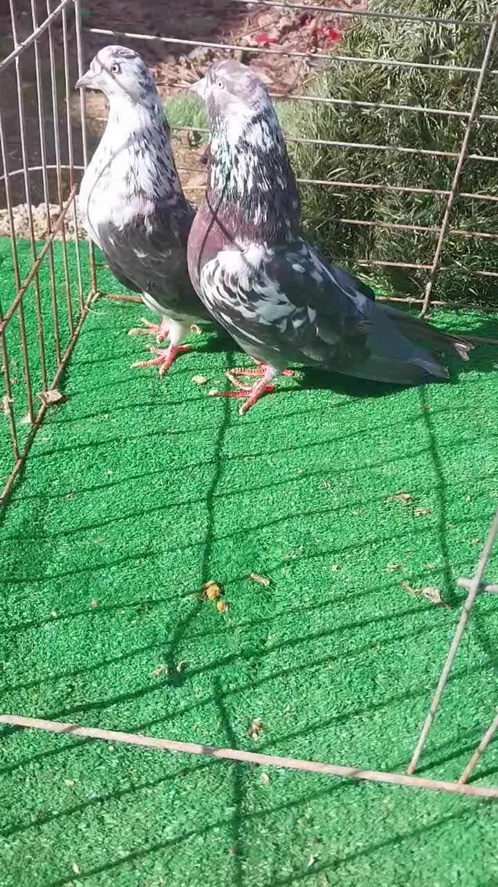 کبوتر تخمی|پرنده|رشت, پیرکلاچای|دیوار